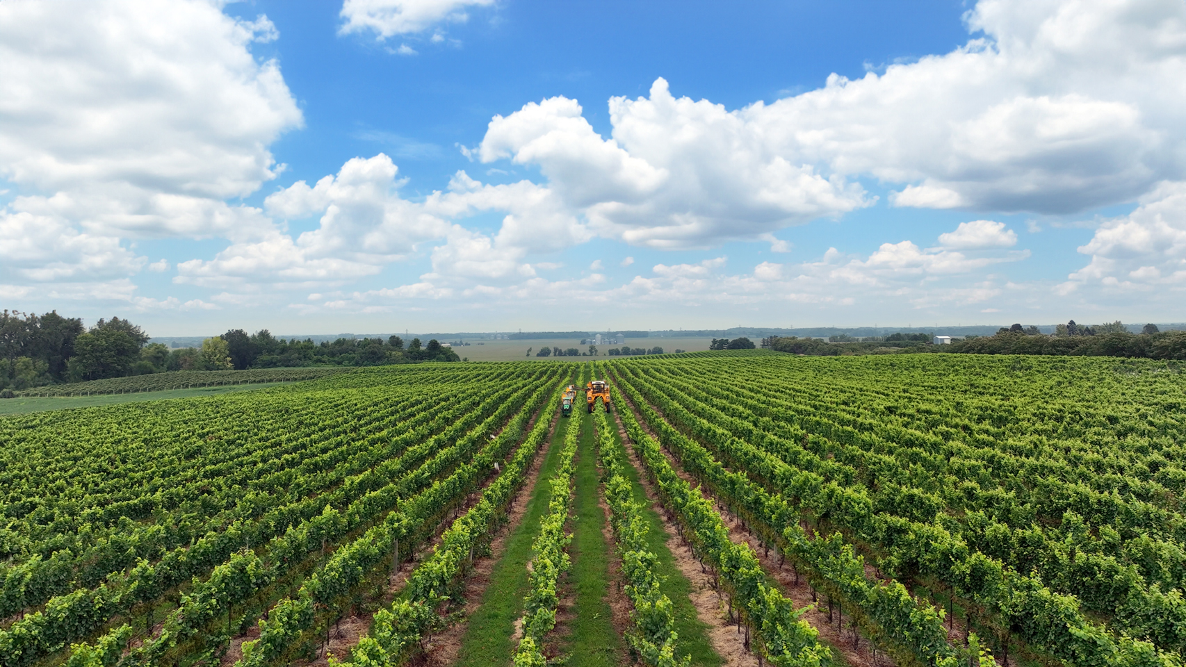 Vineyard during harvest